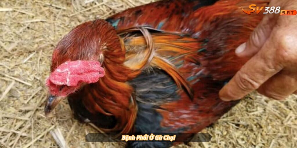 Bệnh phổi ở gà SV388