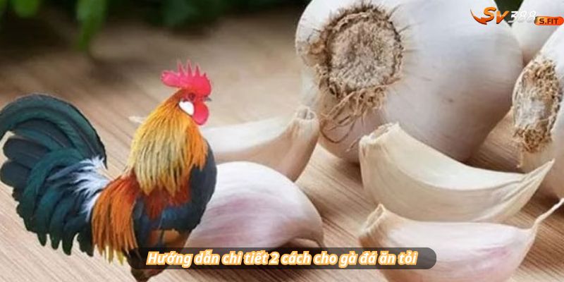 Hướng dẫn chi tiết 2 cách cho gà đá ăn tỏi