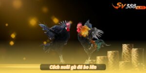 Cách nuôi gà đá bo lớn