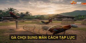 Cách tập lực cho gà chọi SV388