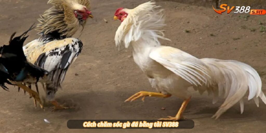 Cách chăm sóc gà đá bằng tỏi SV388