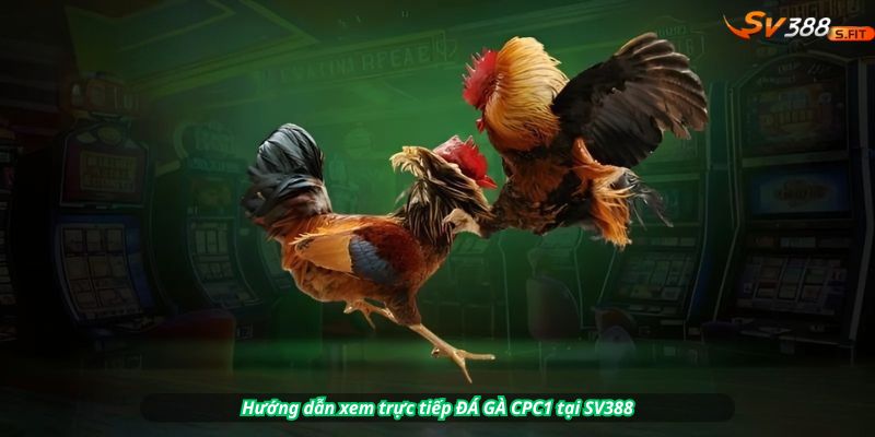 Hướng dẫn xem trực tiếp ĐÁ GÀ CPC1 tại SV388