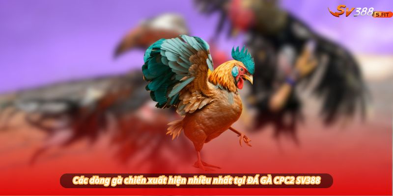 Các dòng gà chiến xuất hiện nhiều nhất tại ĐÁ GÀ CPC2 SV388