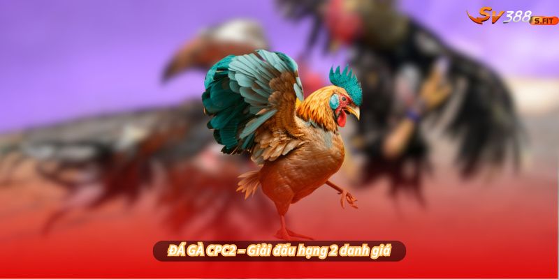 ĐÁ GÀ CPC2 – Giải đấu hạng 2 danh giá