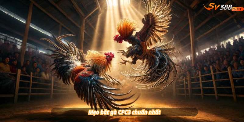 Mẹo bắt gà CPC3 chuẩn nhất: Xem thần thái – Da đỏ – Vảy quý