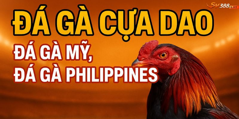 SV388 cung cấp cả đá gà cựa sắt và cựa dao – Kịch tính từng giây