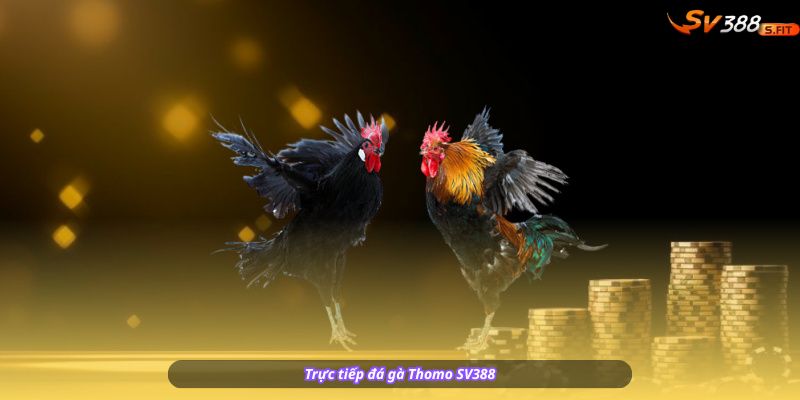 Trực tiếp đá gà Thomo SV388