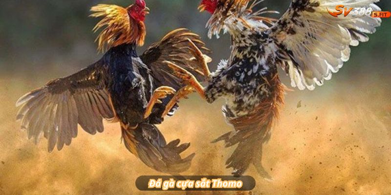 Đá gà Thomo – Mỗi cú đá đều có thể kết thúc trận đấu trong tích tắc