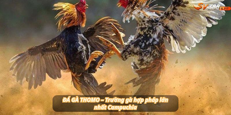 ĐÁ GÀ THOMO – Trường gà hợp pháp lớn nhất Campuchia, trực tiếp chỉ có tại SV388