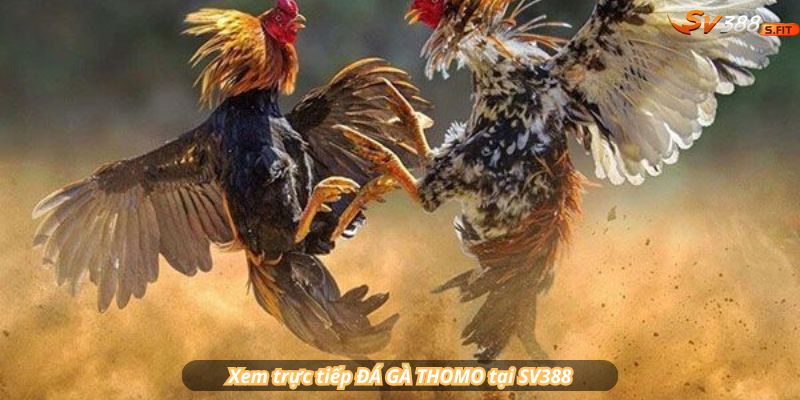 Xem trực tiếp ĐÁ GÀ THOMO tại SV388