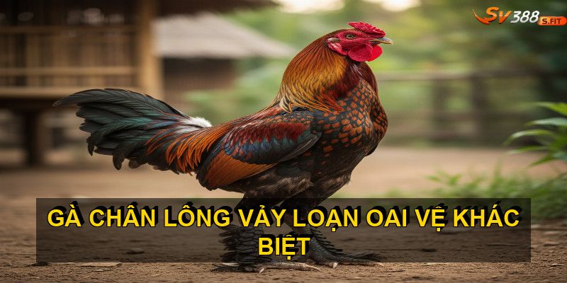 Đặc điểm nhận biết gà chân lông vảy loạn chuẩn xác nhất