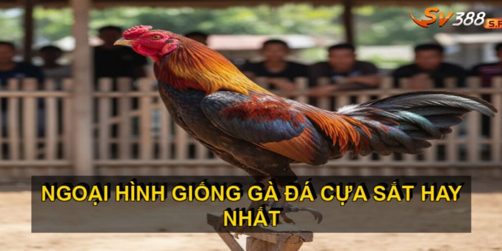 Giống gà đá cựa sắt hay nhất SV388