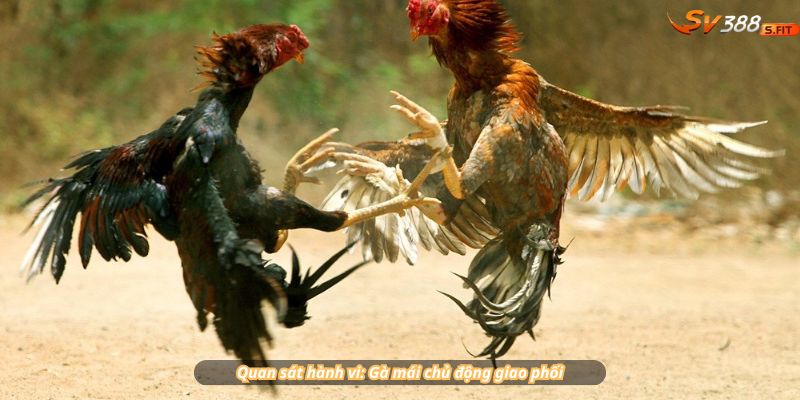 Quan sát hành vi: Gà mái chủ động giao phối – chịu ấp – chăm con giỏi