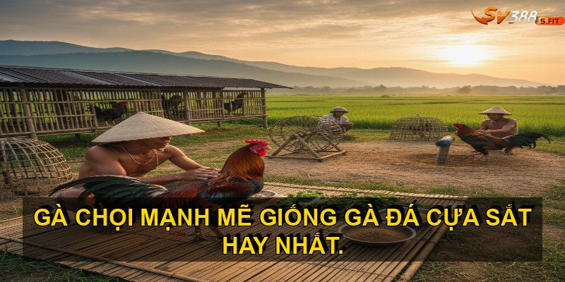Kỹ thuật chăm sóc và huấn luyện gà đá cựa sắt