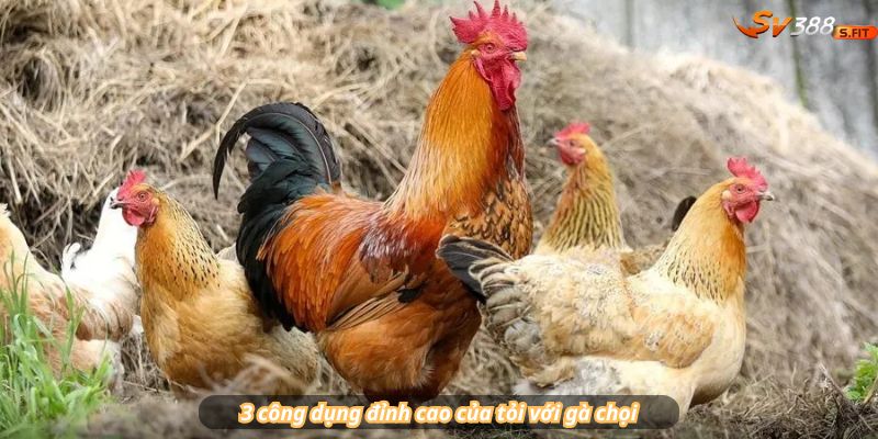 3 công dụng đỉnh cao của tỏi với gà chọi: Kháng khuẩn – Tiêu hóa – Tuần hoàn máu