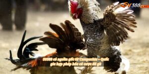 Luật Chơi Đá Gà Mỹ