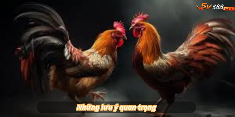 Những lưu ý quan trọng khi mua vảy gà kích giáp sv388