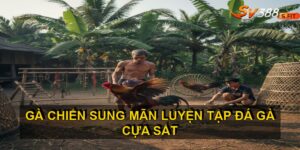 Luyện tập đá gà cựa sắt