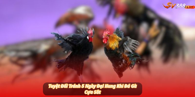 Tuyệt Đối Tránh 5 Ngày Đại Hung Khi Đá Gà Cựa Sắt