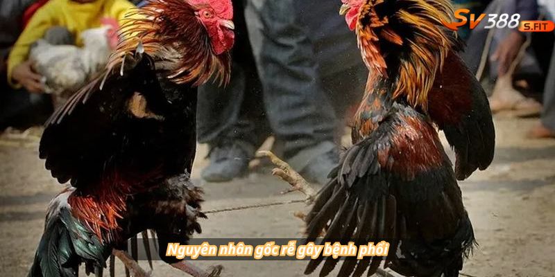 Nguyên nhân gốc rễ gây bệnh phổi