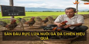 Nuôi gà đá chiến hiệu quả
