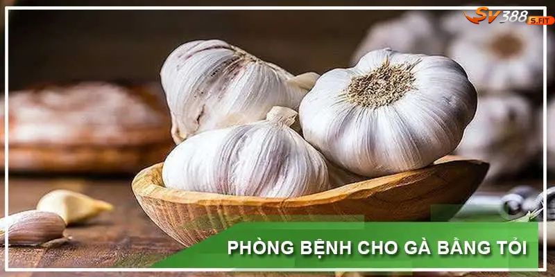 3 sai lầm chết người khi dùng tỏi cho gà đá