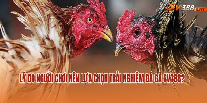 Giao diện đặt cược SV388: 3 cửa cược lớn, tỷ lệ realtime