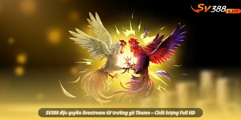 SV388 độc quyền livestream từ trường gà Thomo