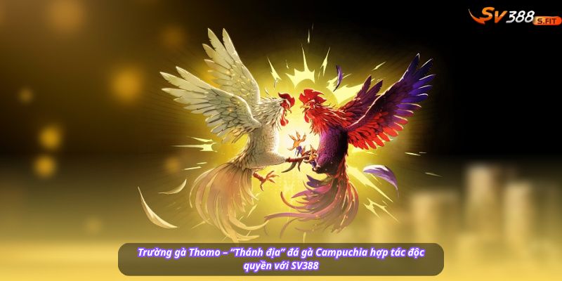 Toàn cảnh trường gà Thomo đông kín khán giả, cờ Campuchia