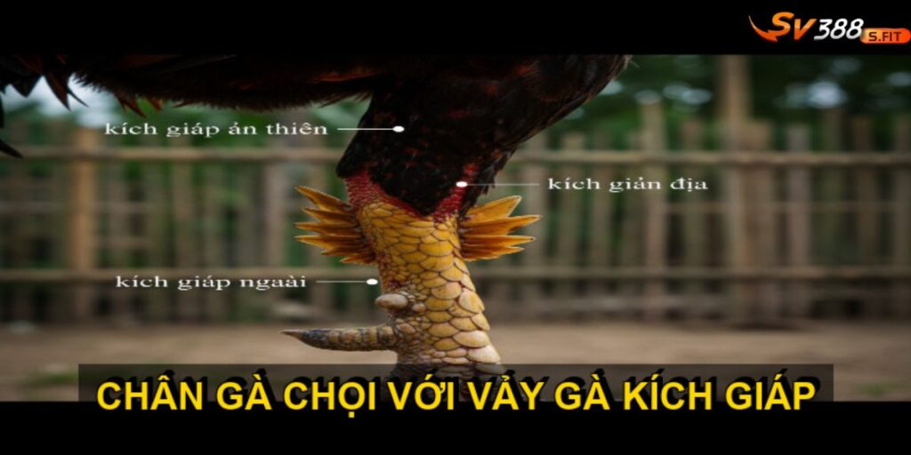 Vảy gà kích giáp