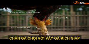 Vảy gà kích giáp