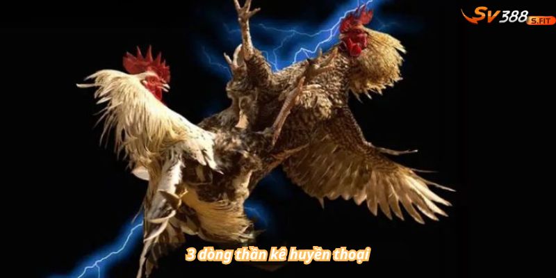 3 dòng thần kê huyền thoại: Tử Mị (giả chết) – Thư Hùng (âm dương giao thoa) – Xà Kê (đá như rắn độc)