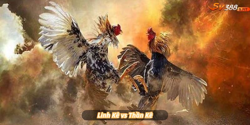 Linh Kê vs Thần Kê: Trí tuệ siêu phàm vs Sức mạnh tuyệt đối